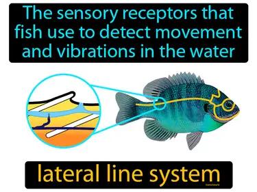 Lateral Line System Meaning