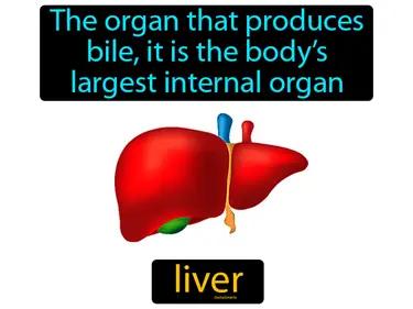 Liver Meaning