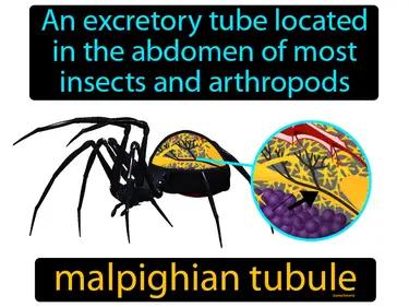 Malpighian Tubule Meaning