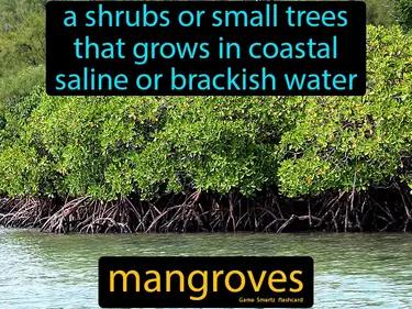 Mangroves Meaning