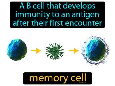 Memory Cell Meaning