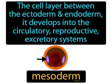Mesoderm Meaning