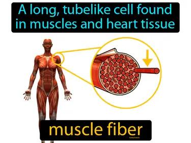 Muscle Fiber Meaning