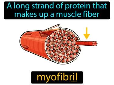 Myofibril Meaning