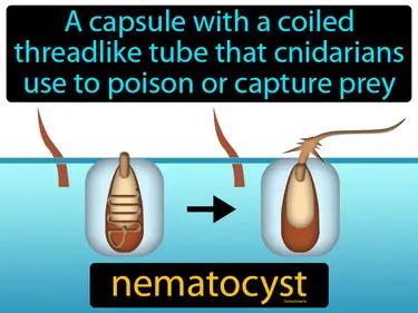 Nematocyst Meaning