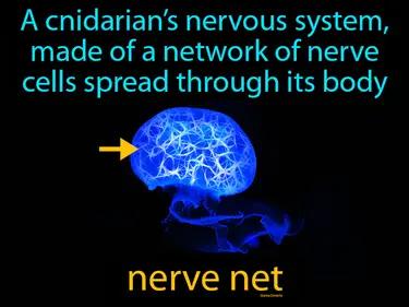 Nerve Net Meaning