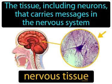 Nervous Tissue Meaning