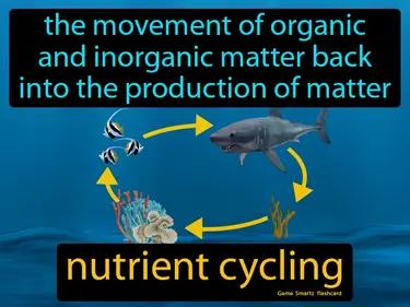 Nutrient Cycling Meaning