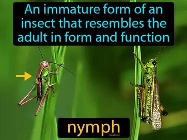 Nymph Meaning