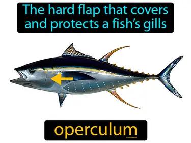Operculum Meaning