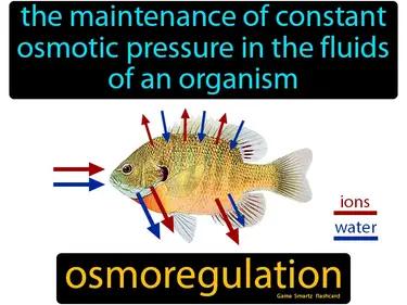 Osmoregulation Meaning