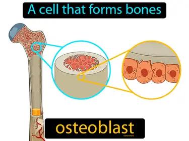 Osteoblast Meaning