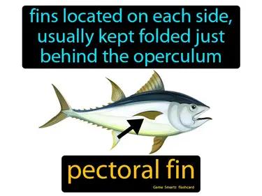 Pectoral Fin Meaning