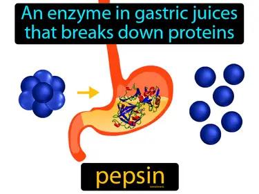Pepsin Meaning