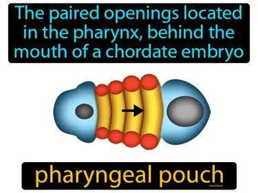 Pharyngeal Pouch Meaning