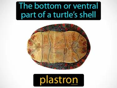 Plastron Meaning