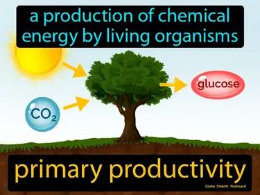 Primary Productivity Meaning