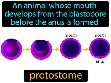 Protostome Meaning