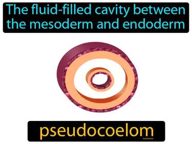Pseudocoelom Meaning