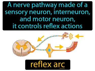 Reflex Arc Meaning