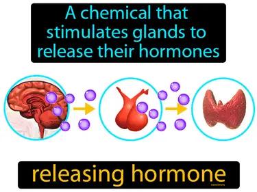 Releasing Hormone Meaning