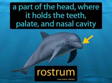 Rostrum Meaning