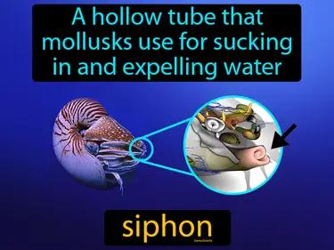Siphon Meaning