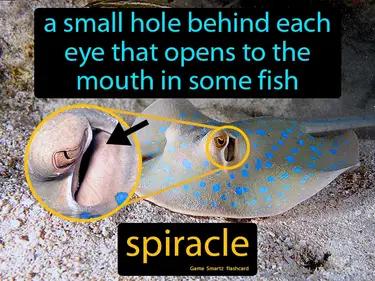 Spiracle In Fish Meaning