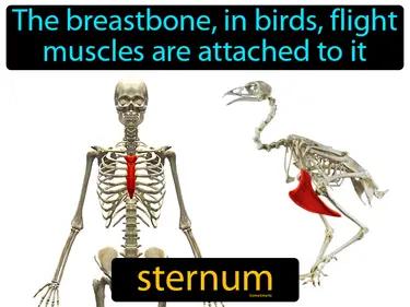Sternum Meaning