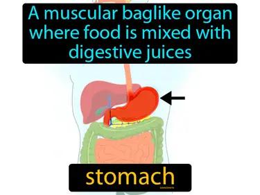 Stomach Meaning