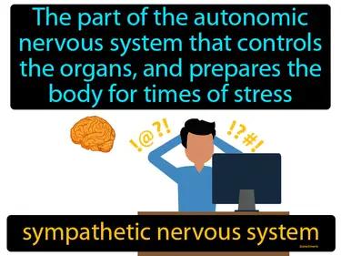 Sympathetic Nervous System Meaning