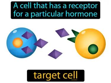 Target Cell Meaning