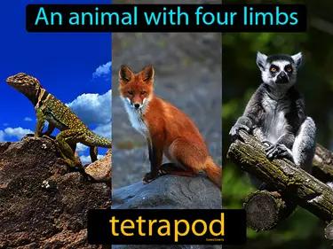 Tetrapod Meaning