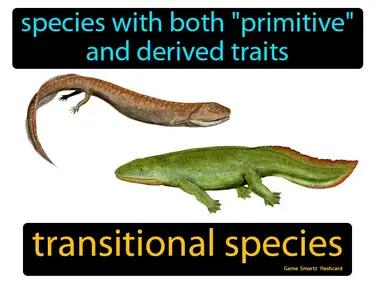 Transitional Species Meaning