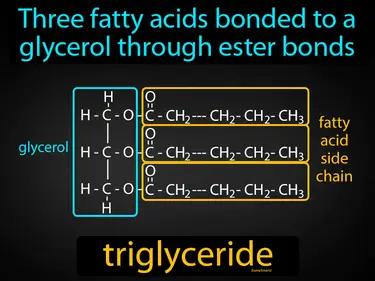 Triglyceride Meaning