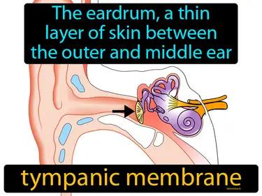 Tympanic Membrane Meaning