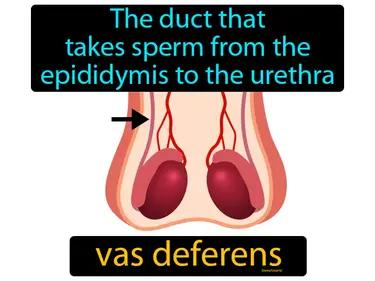 Vas Deferens Meaning