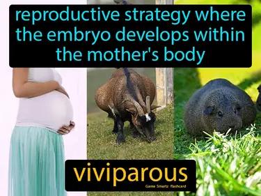Viviparous Meaning