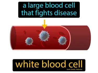 White Blood Cell Meaning