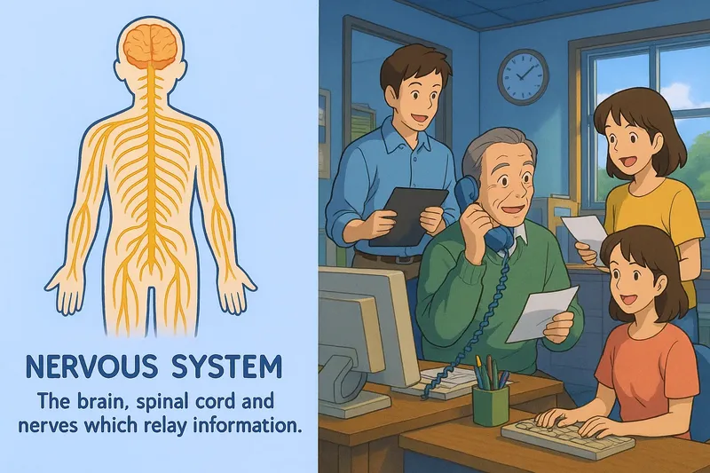 Nervous System Meaning