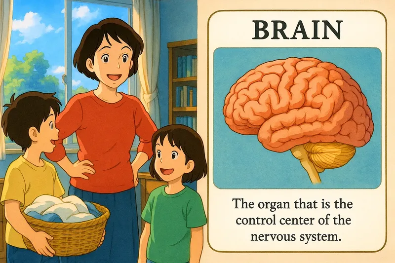 Brain Meaning Brain Meaning