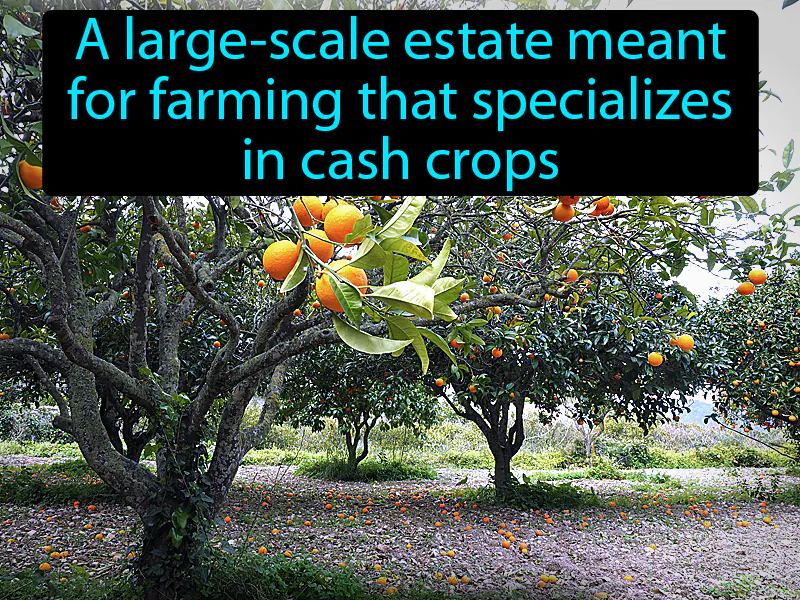 Plantation Definition