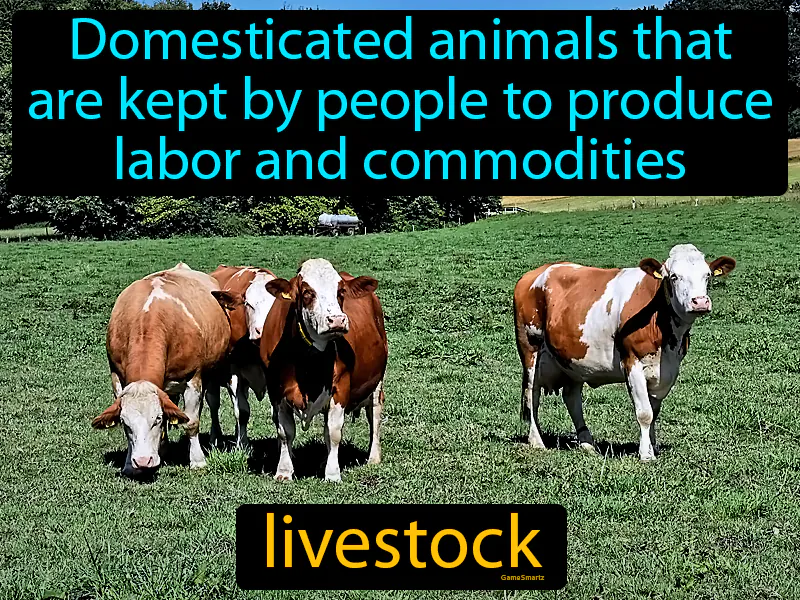 Livestock Definition Livestock Definition
