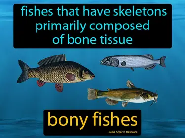 Biology of Fishes