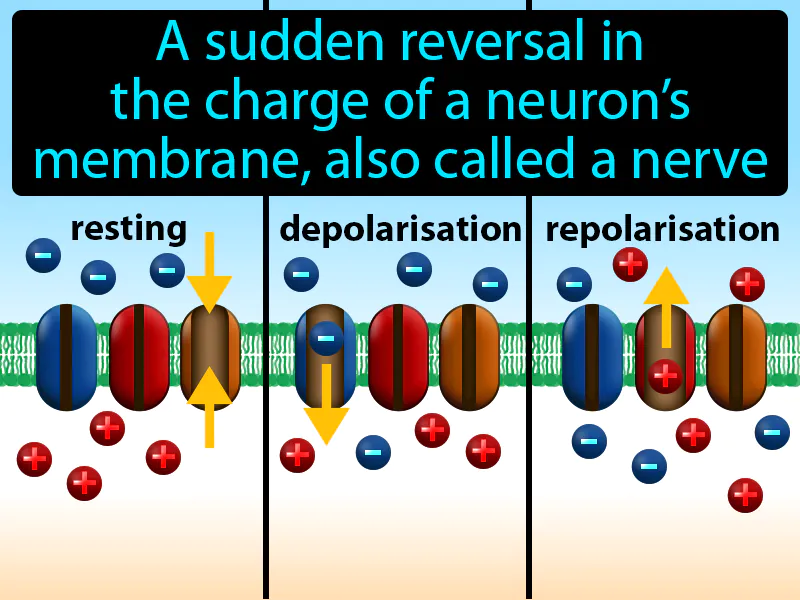 Action Potential Definition Action Potential Definition