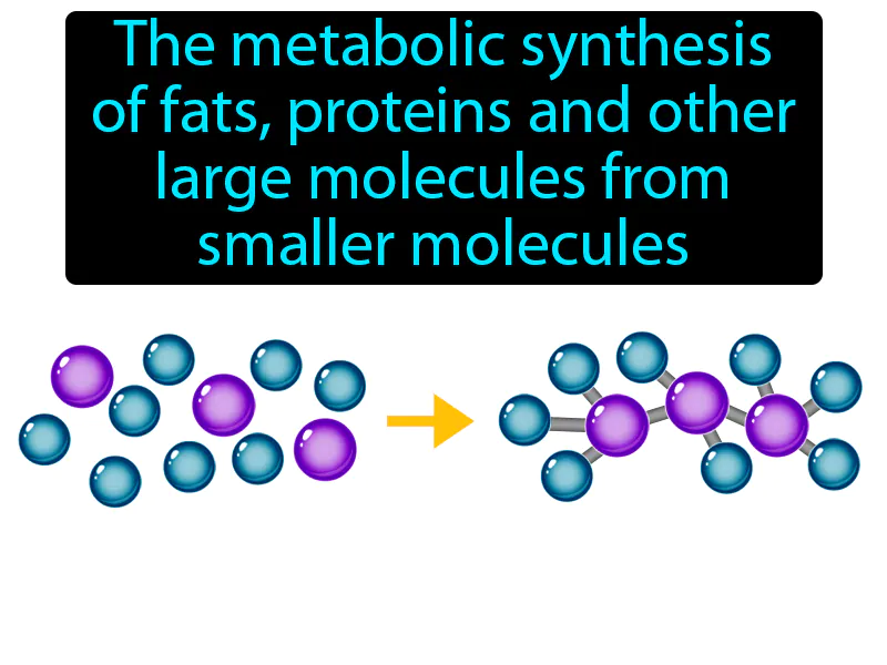 Anabolism Definition Anabolism Definition