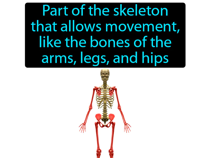 Appendicular Skeleton Definition