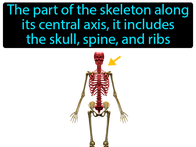 Axial Skeleton Definition Axial Skeleton Definition