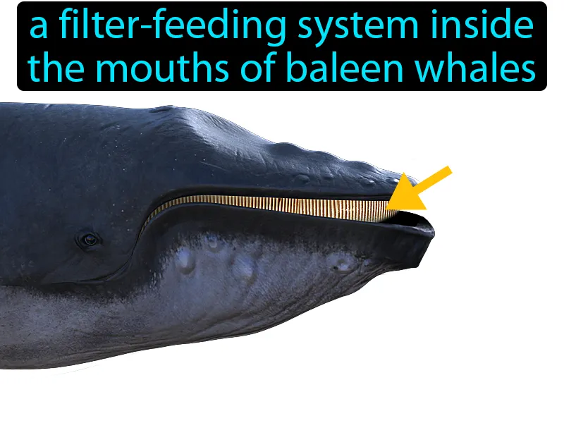 Baleen Definition Baleen Definition
