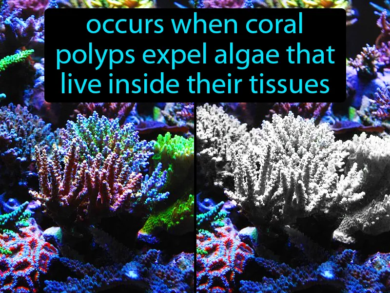 Bleaching Definition Bleaching Definition